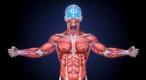 Human Physiology & Performance: Biohacking Strategies for Maximum Energy